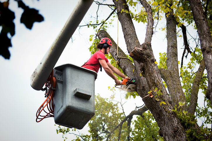 Tree Removal by Peak Tree Experts