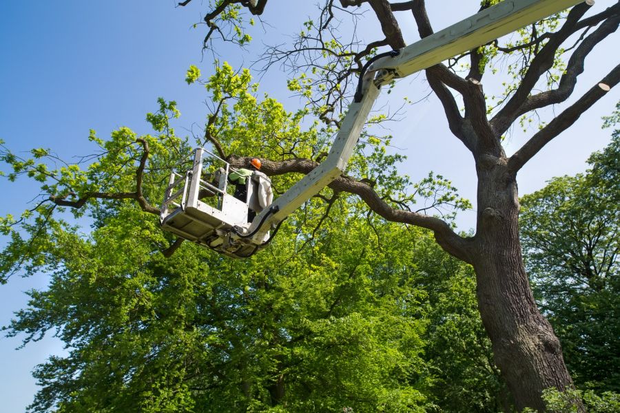 Tree Services by Peak Tree Experts