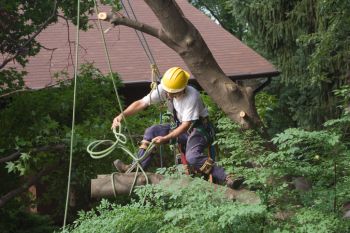 Tree Removal in Alanson, Michigan by Peak Tree Experts