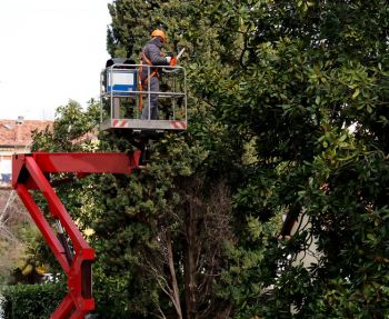 Tree Services in Petoskey, Michigan by Peak Tree Experts