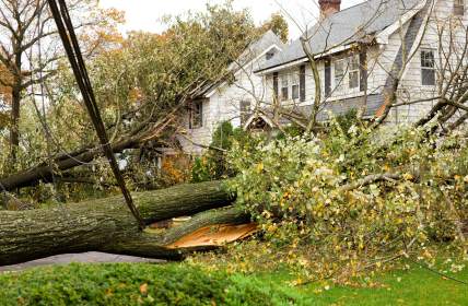Emergency tree removal by Peak Tree Experts