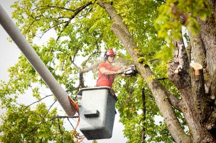 Tree pruning and trimming in Wolverine, Michigan by Peak Tree Experts