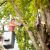 Cheboygan Pruning & Trimming by Peak Tree Experts