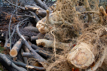 Tree Debris Removal in Wolverine, Michigan by Peak Tree Experts