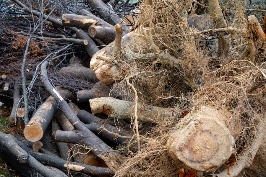 Tree Debris Removal by Peak Tree Experts