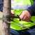 Cheboygan Cabling & Bracing by Peak Tree Experts