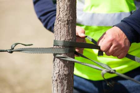 Tree cabling and bracing by Peak Tree Experts