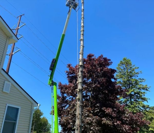 Tree Removal in Indian River, MI (1)