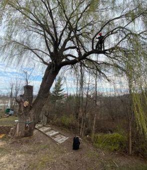 Pruning & Trimming in Cheboygan, MI (1)
