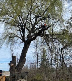 Pruning & Trimming in Cheboygan, MI (2)
