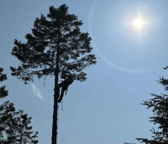 Tree Services in Petoskey, MI (2)
