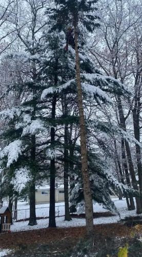 Tree Services in Gaylord, MI (1)