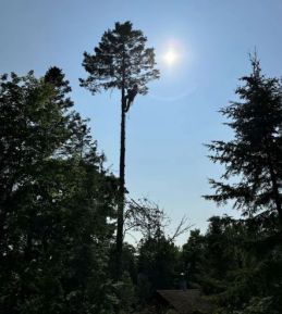 Tree Services in Petoskey, MI (1)